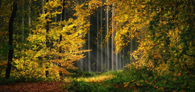 Bild-Nr: 12756169 Stimmungsvoll beleuchtete Herbstszene im Wald Erstellt von: Smileus