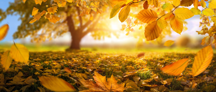 Bild-Nr: 12756401 Herbsthintergrund mit goldenem Laub Erstellt von: Smileus