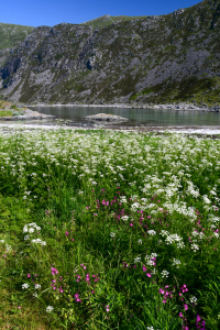 Bild-Nr: 12757178 Blumenwiese am Meer Erstellt von: Bettina Schnittert