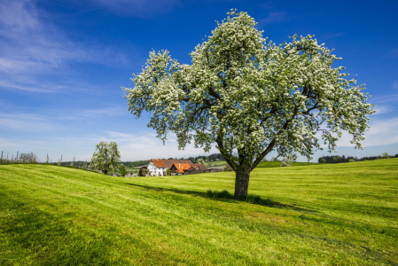 Bild-Nr: 12757792 blühender Apfelbaum Erstellt von: Walter G. Allgöwer