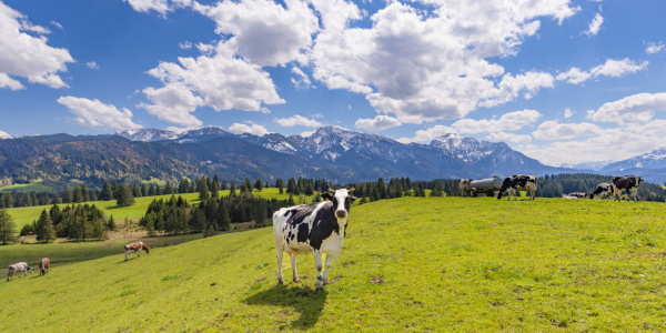 Bild-Nr: 12757813 Frühling im Ostallgäu Erstellt von: Walter G. Allgöwer