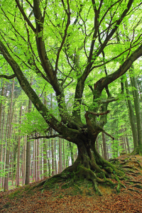 Bild-Nr: 12757824 Knorriger Baum Erstellt von: SusaZoom
