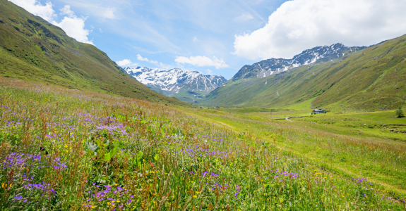 Bild-Nr: 12758223 Blumenwiese im Dischmatal Erstellt von: SusaZoom