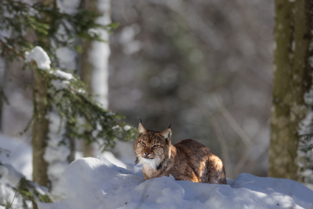 Bild-Nr: 12758589 Luchs im Schnee Erstellt von: DirkR