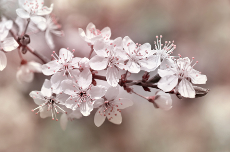 Bild-Nr: 12759684 Frühlingsblüten Erstellt von: Atteloi