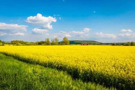 Bild-Nr: 12759790 Rapsfeld 72 Erstellt von: Erhard Hess