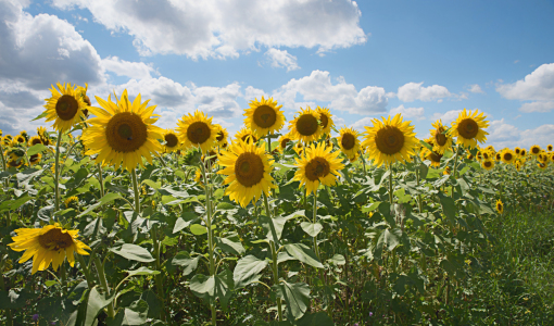 Bild-Nr: 12759888 Sonnenblumenfeld Erstellt von: SusaZoom