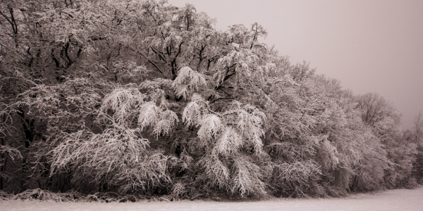 Bild-Nr: 12760595 Winterwald  Erstellt von: Bettina Schnittert