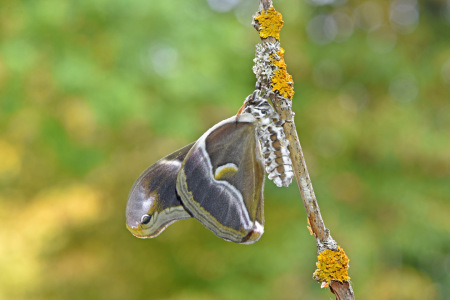 Bild-Nr: 12760949 Götterbaumspinner Erstellt von: GUGIGEI