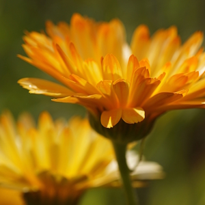 Bild-Nr: 12761044 Calendula Erstellt von: youhaveadream