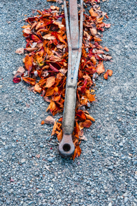 Bild-Nr: 12761610 Herbstlaub Erstellt von: DjuraPhotography