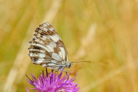 Bild-Nr: 12763006 Schmetterling Erstellt von: Gerhard Albicker