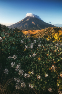 Bild-Nr: 12765177 Neuseeland Mount Taranaki Mangorei Track Erstellt von: Jean Claude Castor