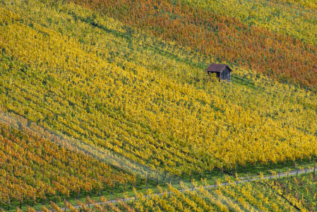 Bild-Nr: 12766064 Weinberge im Herbst Erstellt von: Walter G. Allgöwer