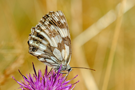 Bild-Nr: 12766817 Schmetterling Erstellt von: Gerhard Albicker