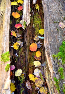 Bild-Nr: 12767248 Herbst Erstellt von: GUGIGEI