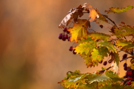 Bild-Nr: 12771087 Herbstzeit Erstellt von: GUGIGEI