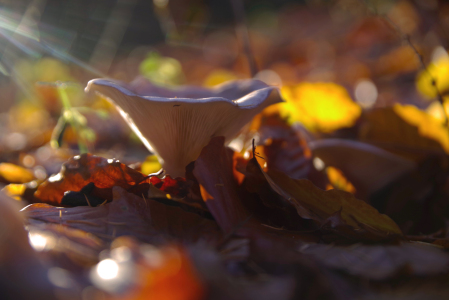 Bild-Nr: 12771417 Austernpilz im herbstlichen Laubwald Erstellt von: Tanja Riedel