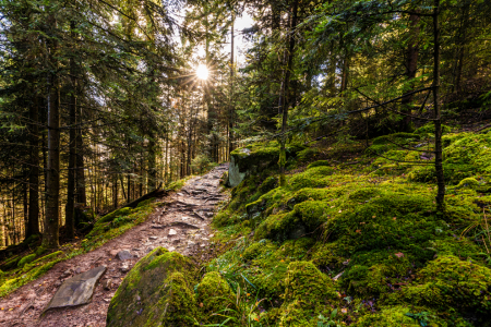 Bild-Nr: 12772991 Wanderweg in Bad Wildbad im Schwarzwald Erstellt von: dieterich