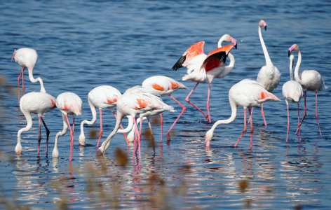 Bild-Nr: 12774395 Flamingos in der Saline Erstellt von: Ralf Nemeth