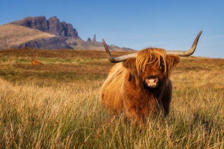 Bild-Nr: 12777333 Highland-Cattle vor Old Man of Storr Erstellt von: Daniela Beyer