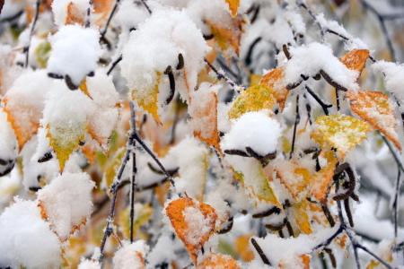 Bild-Nr: 12779386 Herbst oder Winter Erstellt von: GUGIGEI