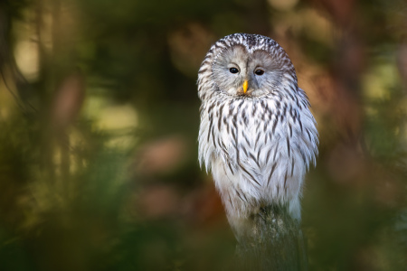 Bild-Nr: 12782316 Habichtskauz im Herbstwald Erstellt von: Daniela Beyer