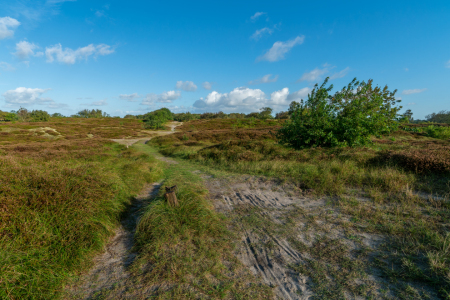 Bild-Nr: 12783119 Wanderweg durch die Küstenheide Erstellt von: volker heide