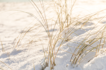 Bild-Nr: 12783819 Strandgräser im Schnee Erstellt von: Ursula Reins