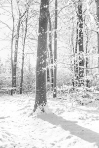 Bild-Nr: 12784342 Verschneiter Wald Erstellt von: Ursula Reins