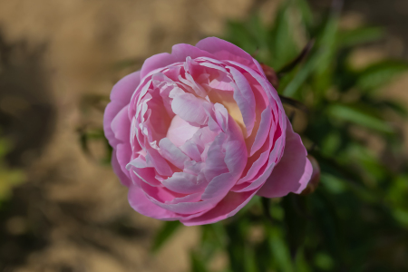 Bild-Nr: 12784782 Pfingstrose - Blume Erstellt von: uh-Photography