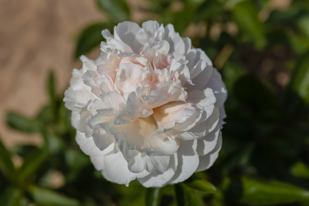 Bild-Nr: 12784783 Pfingstrose - Blume Erstellt von: uh-Photography