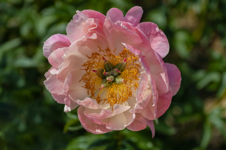Bild-Nr: 12785261 Pfingstrose - Blume Erstellt von: uh-Photography