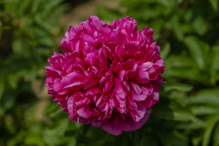 Bild-Nr: 12785262 Pfingstrose - Blume Erstellt von: uh-Photography