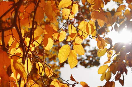 Bild-Nr: 12786513 Herbstblätter Erstellt von: Atteloi