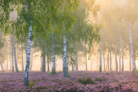 Bild-Nr: 12787088 Spätsommermorgen Erstellt von: Daniela Beyer