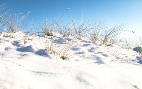 Bild-Nr: 12787774 Strandhafer im glitzernden Schnee    Erstellt von: Ursula Reins