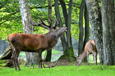 Bild-Nr: 12788417 Brunft Erstellt von: Ostfriese