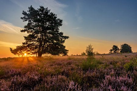 Bild-Nr: 12788730 Heidelandschaft im Sonnenaufgang Erstellt von: Vossiem