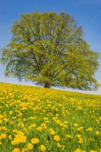 Bild-Nr: 12790281 Frühling im Ostallgäu Erstellt von: Walter G. Allgöwer