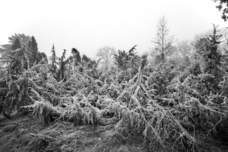 Bild-Nr: 12794023 frostige Wacholderbüsche in der Westruper Heide Erstellt von: volker heide