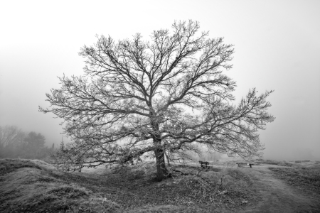 Bild-Nr: 12794024 Winterliche Westruper Heide Erstellt von: volker heide