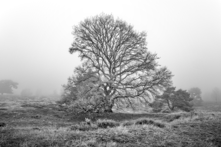 Bild-Nr: 12794217 Ein nebeliger Wintermorgen in der Heide Erstellt von: volker heide