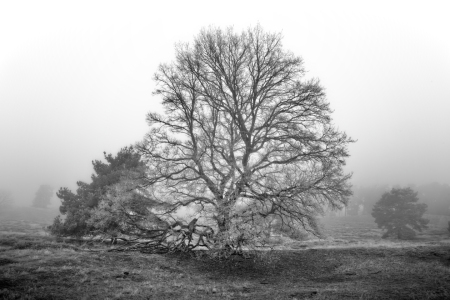 Bild-Nr: 12794218 Baum im Nebel Erstellt von: volker heide