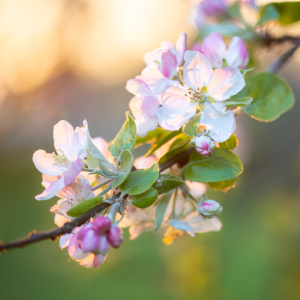 Bild-Nr: 12794225 Apfelblüten im Abendlicht Erstellt von: Daniela Beyer