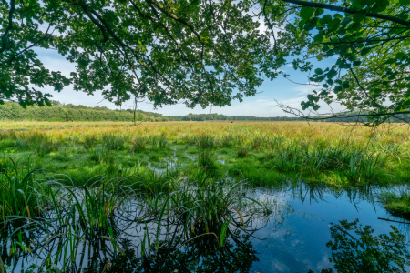 Bild-Nr: 12794513 Sumpflandschaft im Hervester Bruch Erstellt von: volker heide