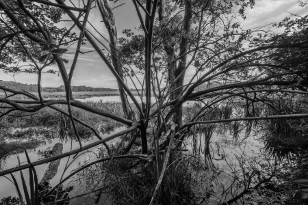 Bild-Nr: 12795335 Im Dickicht Erstellt von: volker heide
