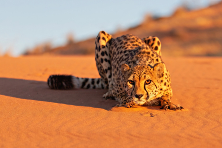 Bild-Nr: 12796051 Gepard mit Körperspannung Reload Erstellt von: Vossiem