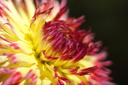 Bild-Nr: 12796563 Dahlia Erstellt von: youhaveadream