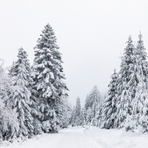 Bild-Nr: 12796567 Winter im Schwarzwald Erstellt von: dieterich